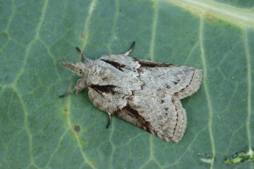 Réf. 20 819 : Nycteola sp.