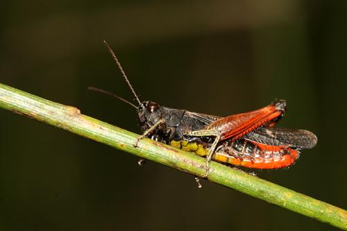 Réf. 20 245 : Omocestus rufipes