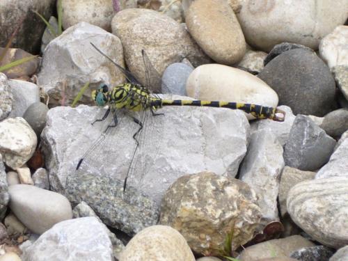 Réf. 20 748 : Onychogomphus forcipatus
