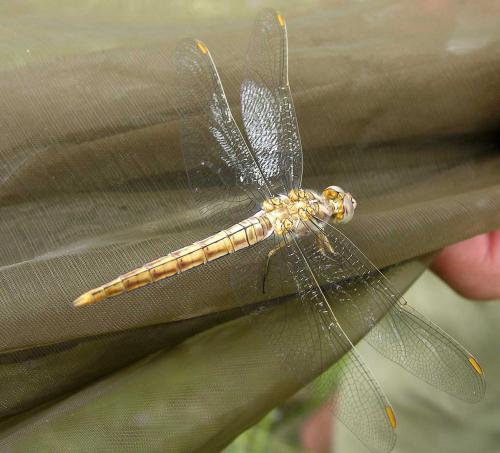 Orthetrum brunneum