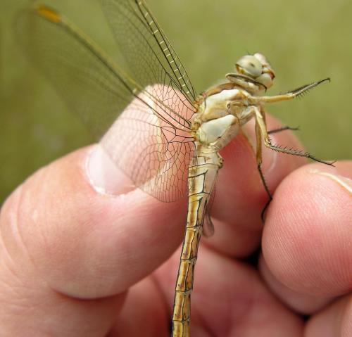 Orthetrum brunneum