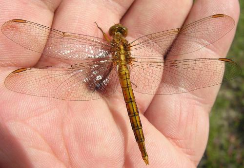 Orthetrum coerulescens