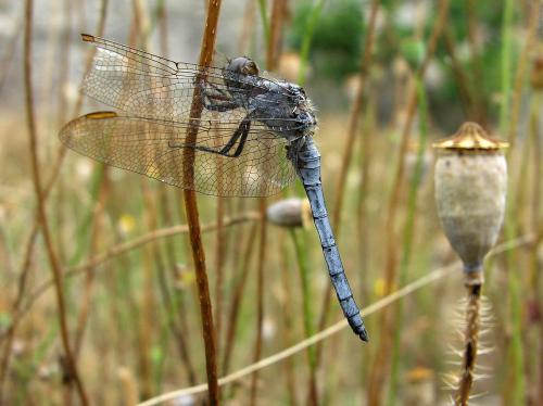 Réf. 20 805 : Orthetrum coerulescens