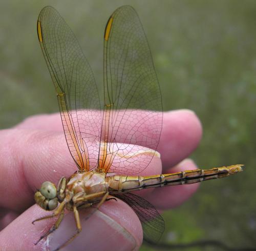 Réf. 20 888 : Orthetrum coerulescens