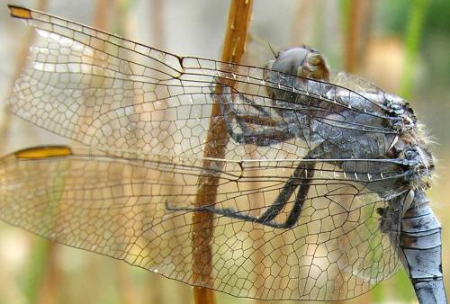 Orthetrum coerulescens