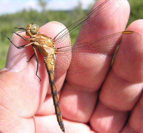 Orthetrum coerulescens
