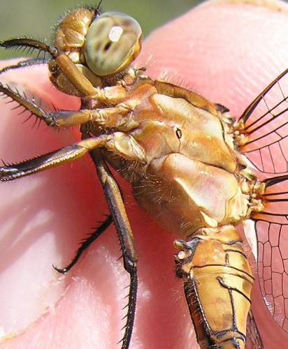 Orthetrum coerulescens