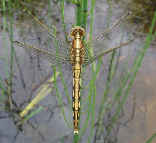 Réf. 20 874 : Orthetrum albistylum