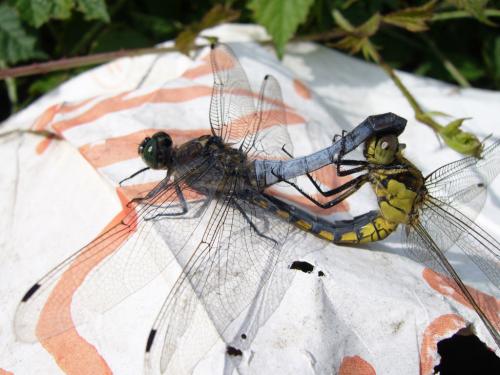 Orthetrum cancellatum
