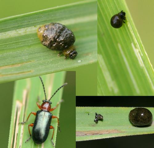 Oulema sp.