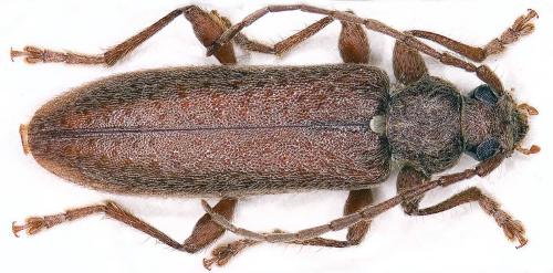 Réf. 20 937 : Oxypleurus nodieri
