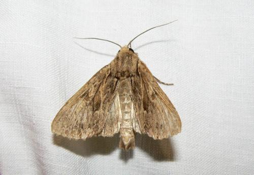 Apamea syriaca