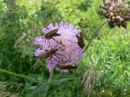 Empis tessellata