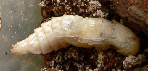 Réf. 20 349 : Stenagostus rhombeus
