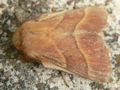 Malacosoma neustria