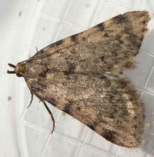 Réf. 20 437 : Aglossa pinguinalis