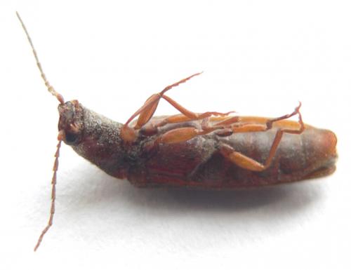 Réf. 20 354 : Athous campyloides