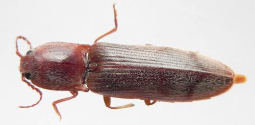 Réf. 20 352 : Stenagostus rhombeus
