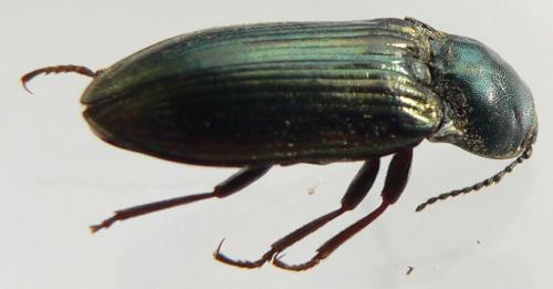 Selatosomus latus