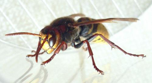 Vespa crabro