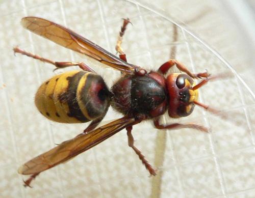 Vespa crabro