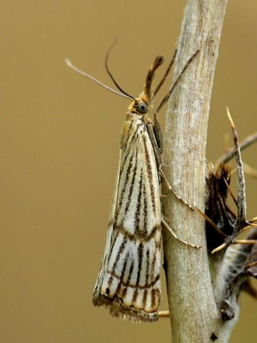 Réf. 20 634 : Chrysocrambus sardiniellus