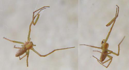 Philodromus sp.