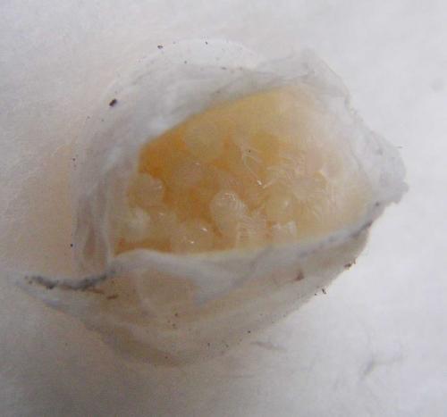 Eratigena sp.