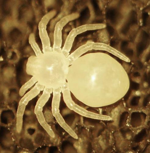 Eratigena sp.