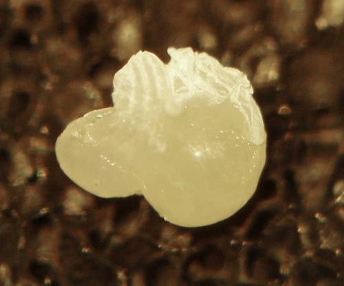 Eratigena sp.