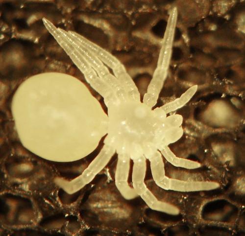 Eratigena sp.