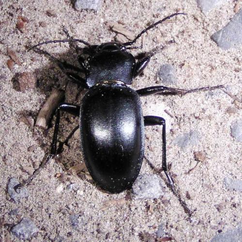 Carabus glabratus
