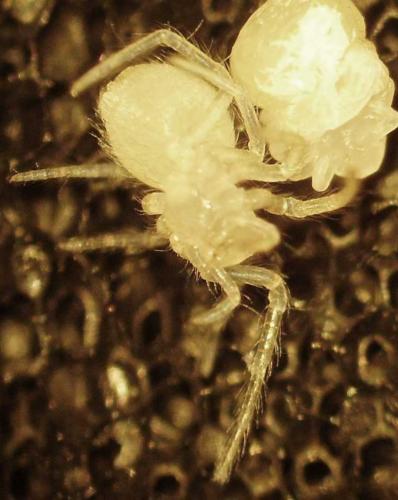 Eratigena sp.