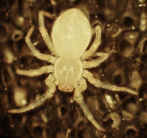 Eratigena sp.