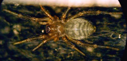 Eratigena sp.