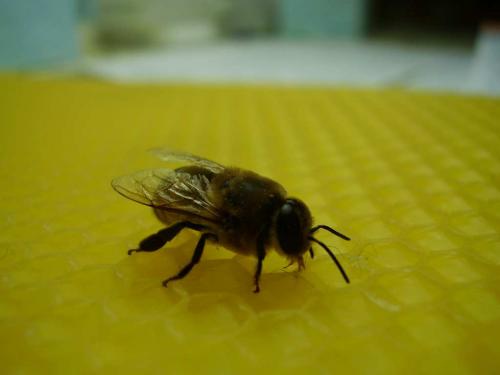 Apis mellifera