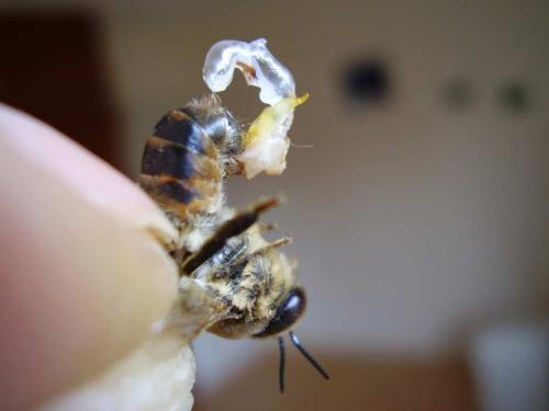 Apis mellifera