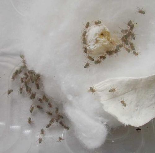 Réf. 20 706 : Eratigena sp.
