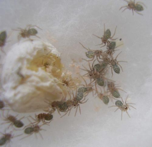 Eratigena sp.