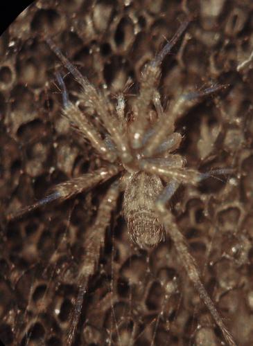 Eratigena sp.
