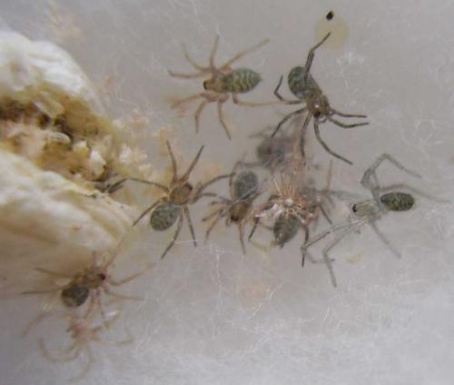 Eratigena sp.