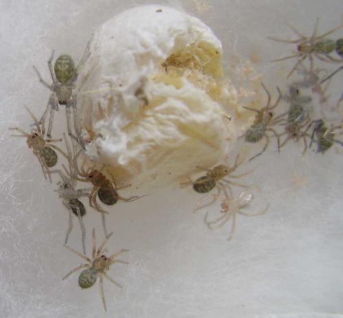 Eratigena sp.