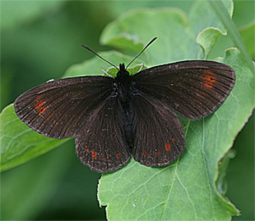 Réf. 20 934 : Erebia oeme
