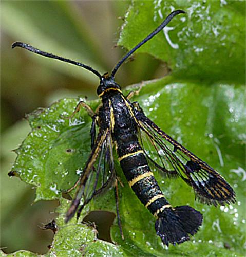 Réf. 20 351 : Synanthedon tipuliformis