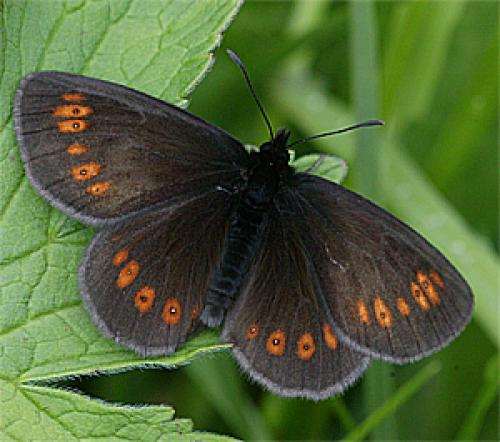 Réf. 20 808 : Erebia alberganus