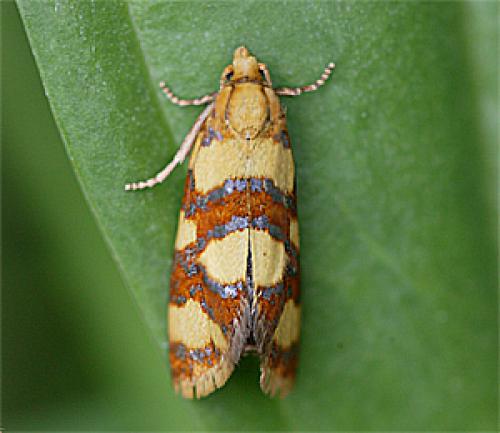 Aethes tesserana