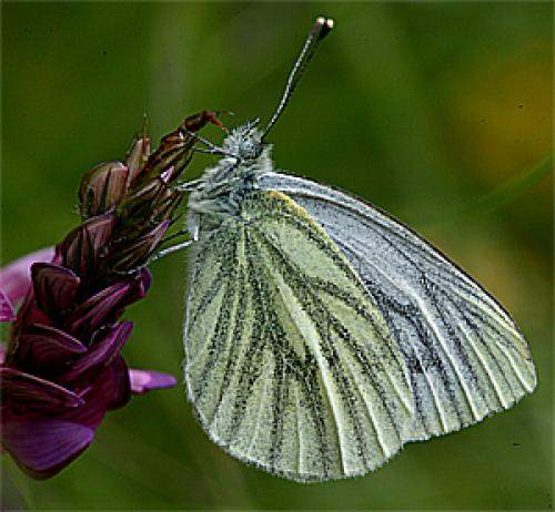 Réf. 20 904 : Pieris sp.