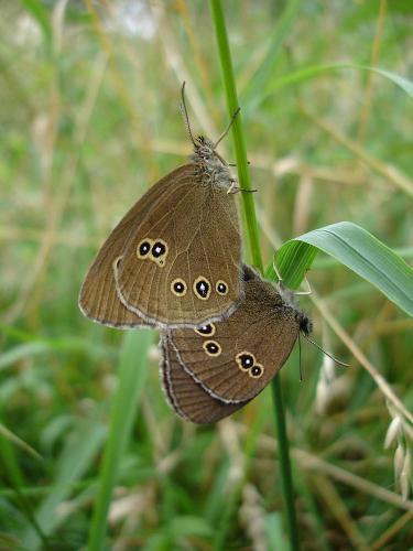 photo de papillon