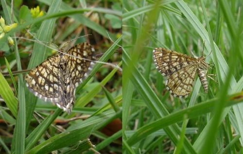 Chiasmia clathrata