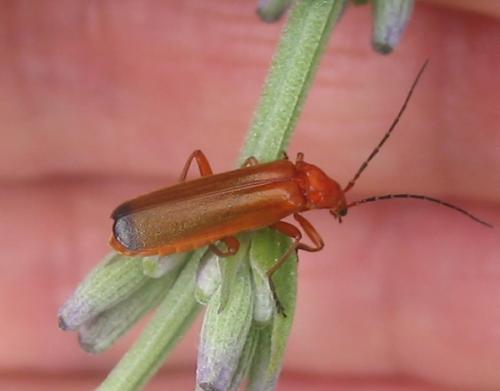 Rhagonycha fulva